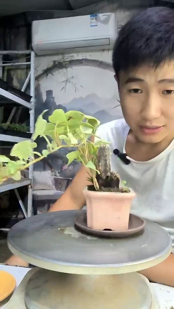 彬*中青园艺一物一拍112