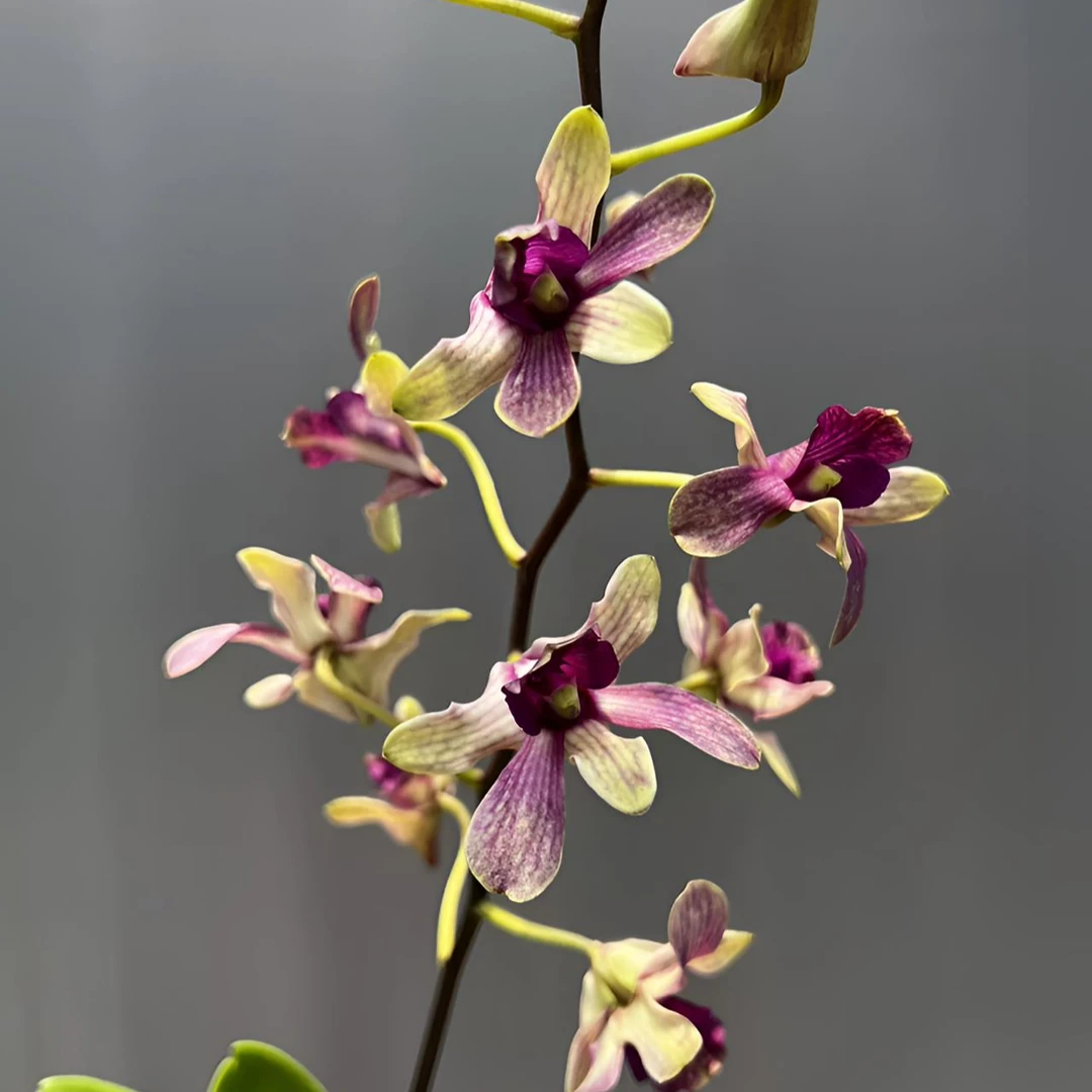 月光石斛兰盆栽稀缺品种泰国秋石斛多年生室内外好养阳台石斛花