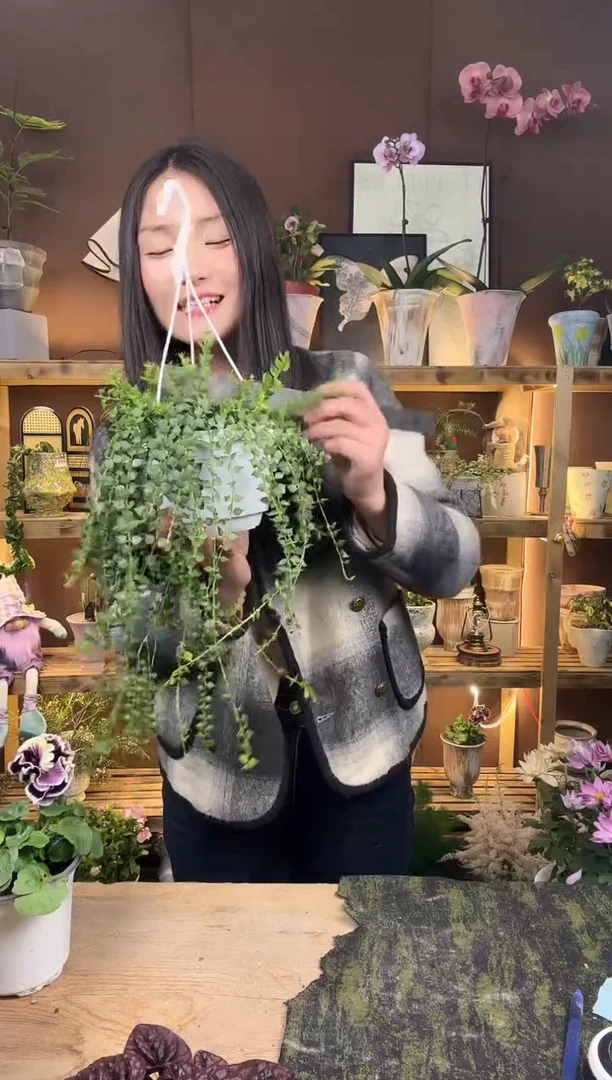 以实际为准百万心育苗盆462