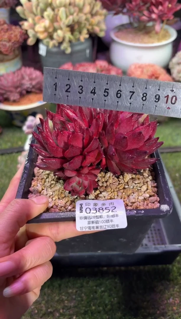 【闪购商品】03852