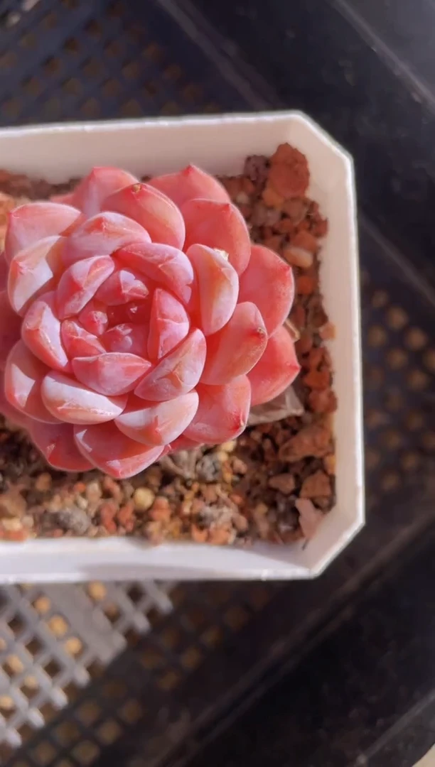 【闪购商品】445桃花琥珀多肉