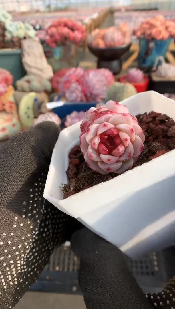 【闪购商品】245天鹅绒一物一拍