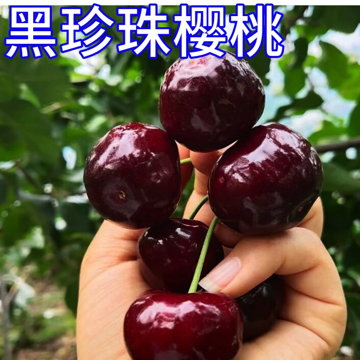 黑珍珠大樱桃树苗嫁接盆栽矮化车厘子大果南北方庭院耐寒当年结果