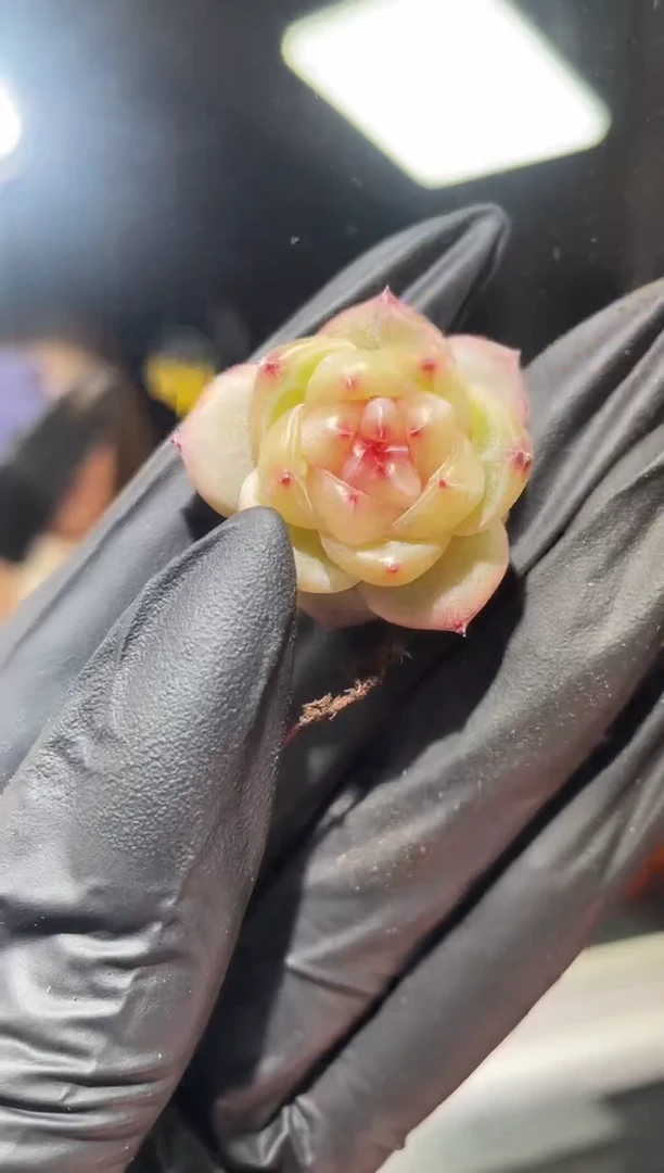 闪购765 草莓弹珠多肉一颗  2-3厘米