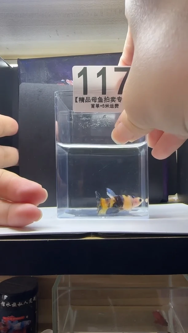 斗鱼母鱼编号：117