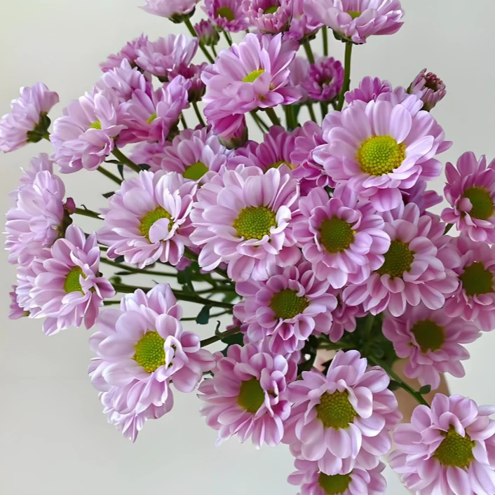 19.9单品花束香槟桔梗多头康乃馨绿毛球随机混色小雏菊随机色剑兰