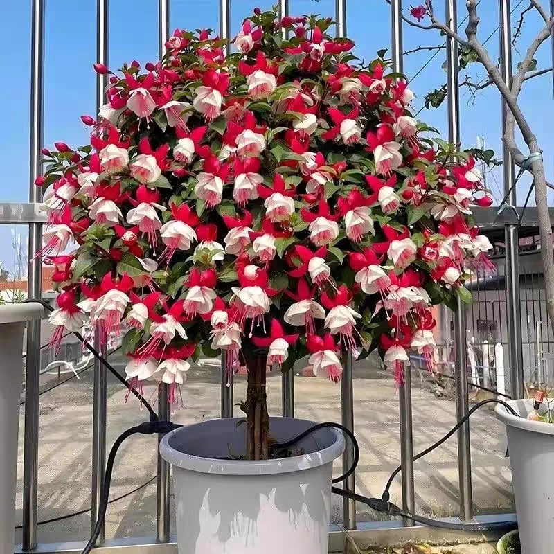 耐热易养护多季节开花的倒挂金钟棒棒糖灯笼花盆栽