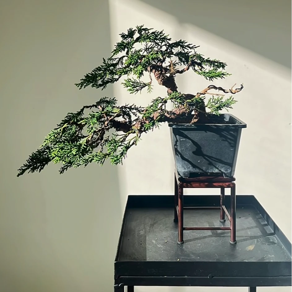 济州真柏 小型盆景 四季盆栽 一物一拍