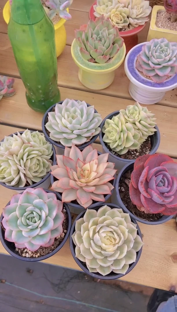 A354-锦色花园7颗组合脱土发（随机加3颗美肉）（量拍））