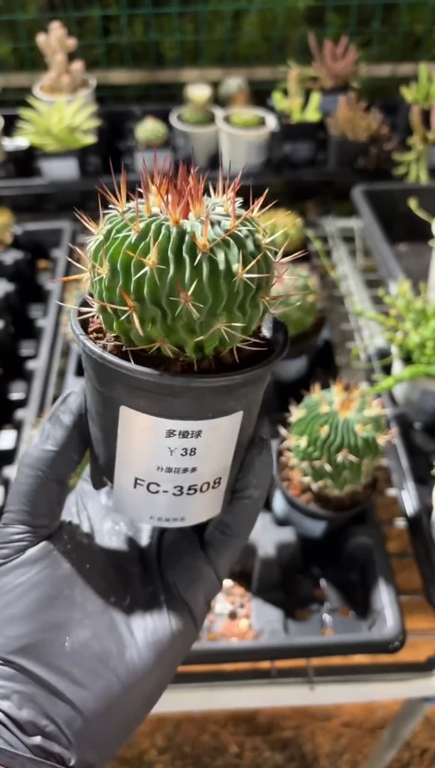 七***鱼多棱球FC-3508