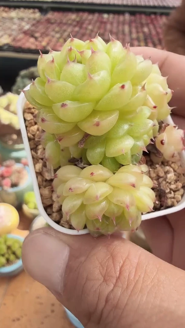 东云多肉园新款-199