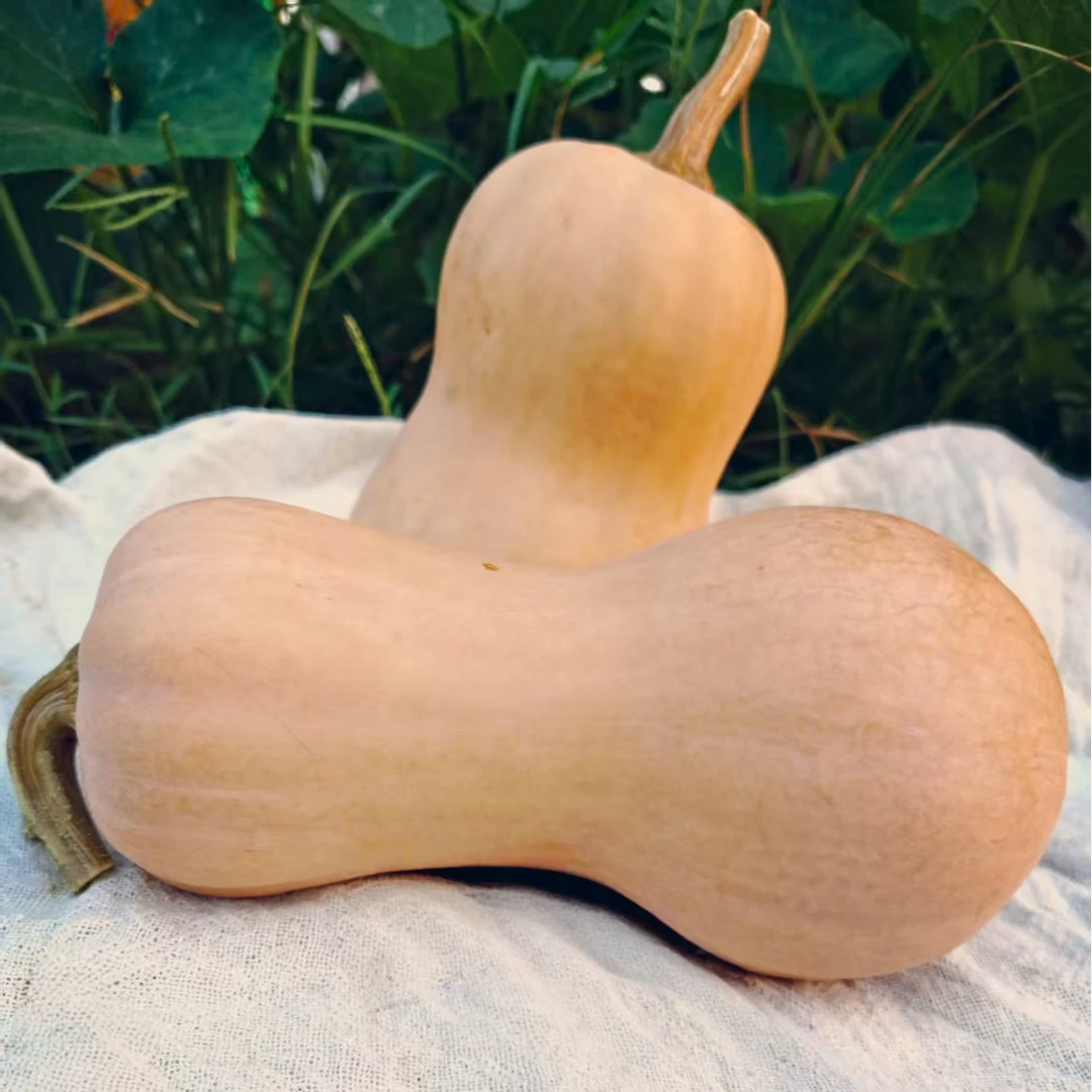 粉蛮腰二号水果南瓜！糖度高看的见！蒸煮烤都无需调料口感丝滑棉柔