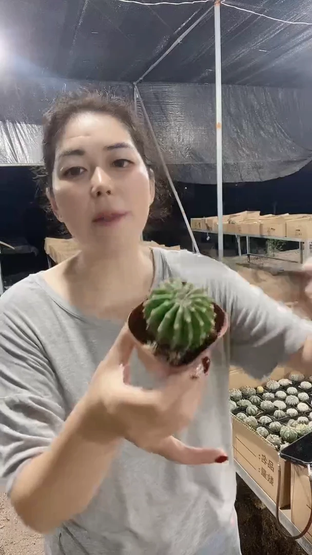 满十八元包邮【马丙采草】