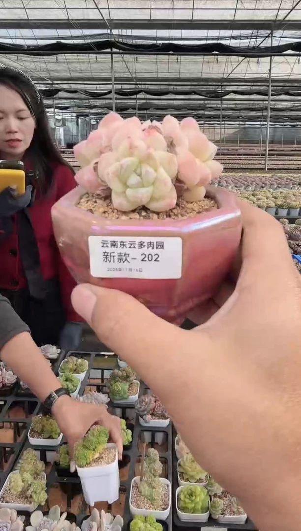东云多肉园新款-202