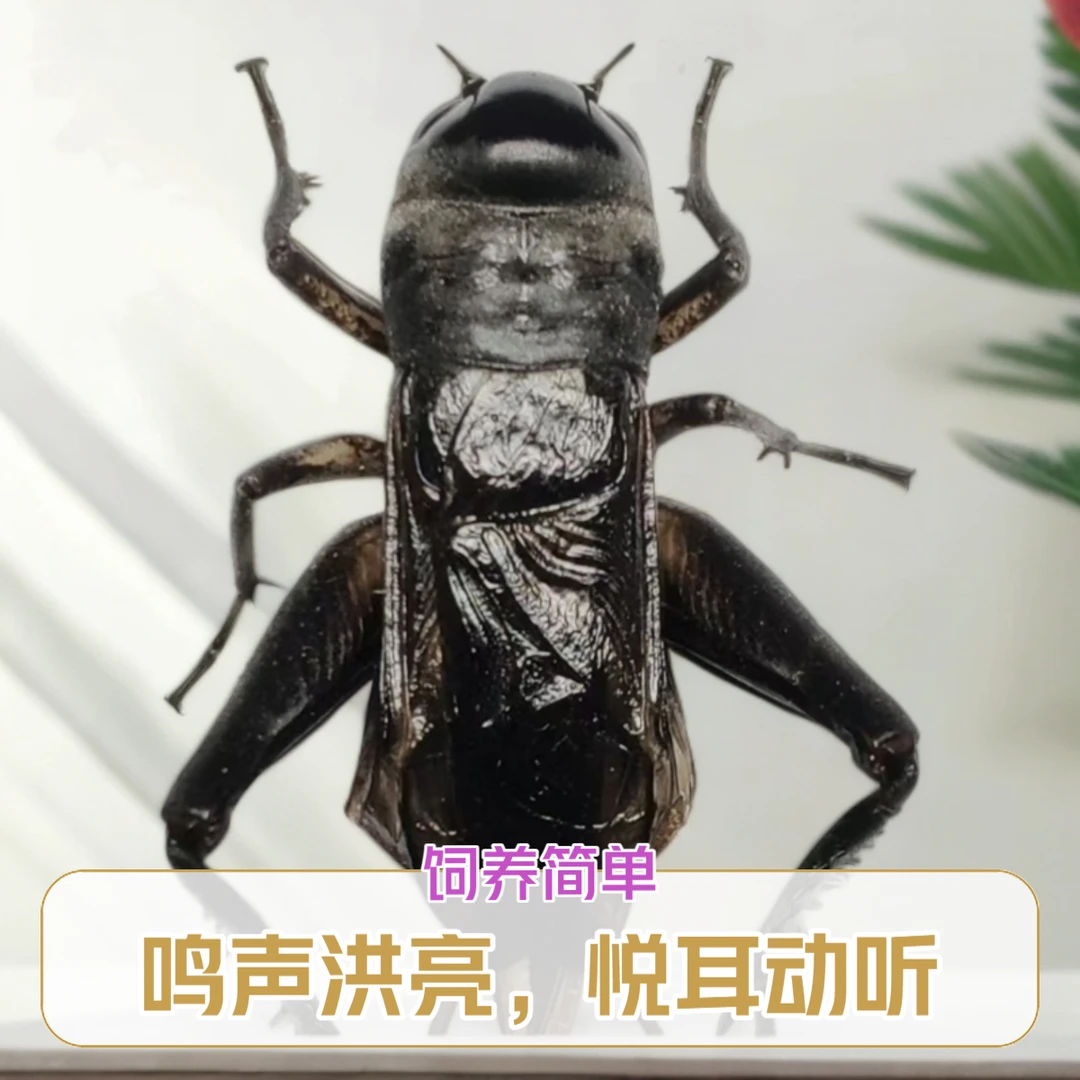 (歪门邪调）鸣虫蟋蟀油葫芦黑虫 直播专用链接