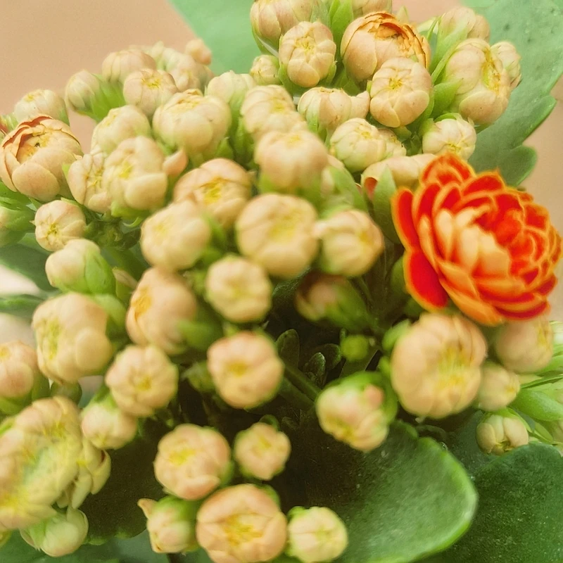 金狐狸长寿花，花大色艳！新手老手上都可以上手！