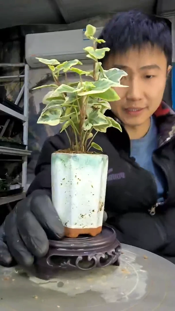 伊***n中青园艺一物一拍花3