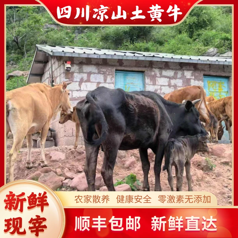 四川凉山普格农家放养黄牛肉新鲜宰杀顺丰包邮发货3斤/5斤装
