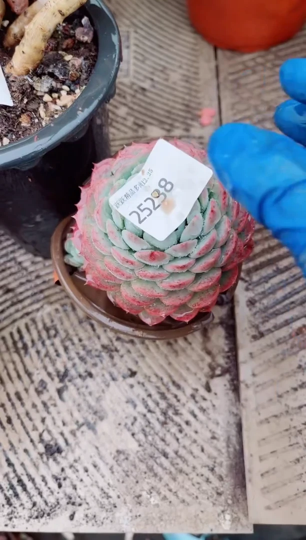 我****^跃跃精品多肉25238