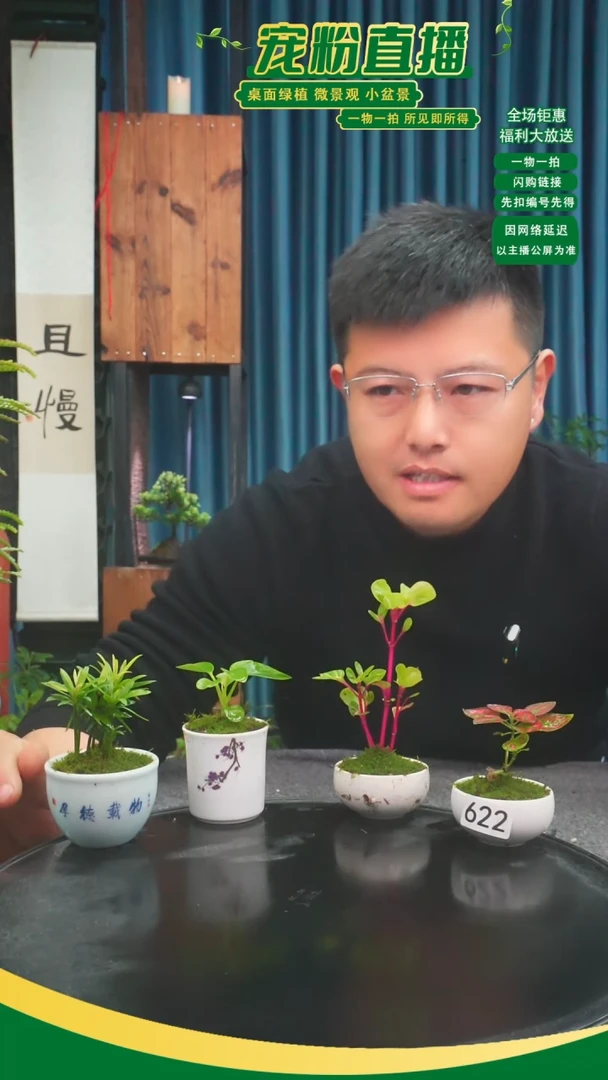 无花朵夜****。苔藓微景观622号