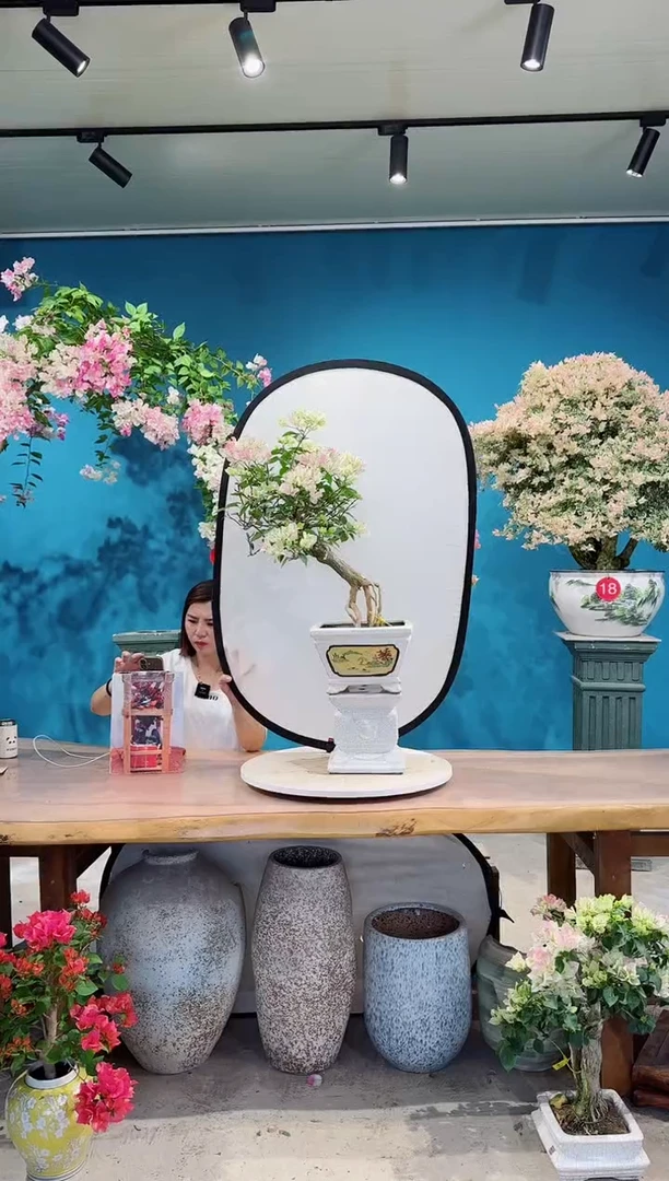 全部花朵绿叶樱花三角梅