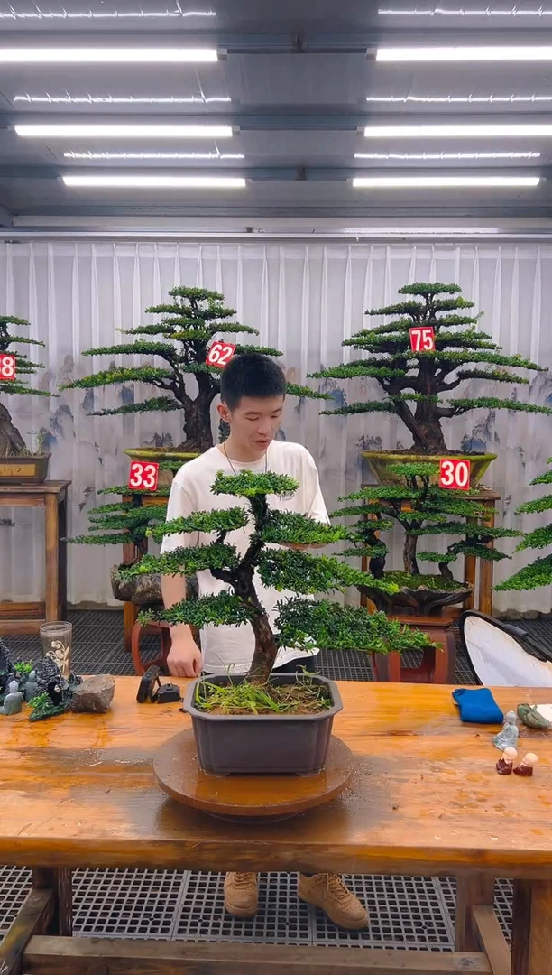 无花朵精品盆景直播间一物一拍