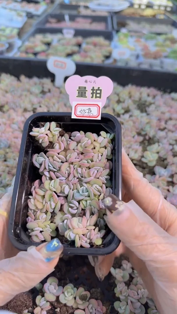 奶茶切糕1盒 量拍多肉植物