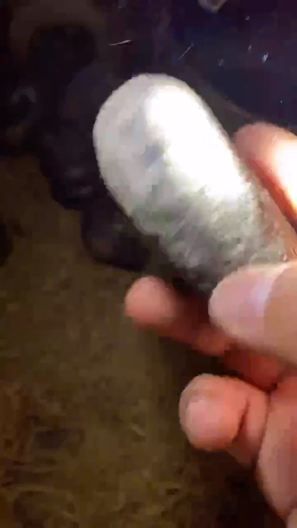 香榧木（1个白石头）