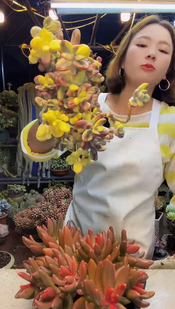 杨*福娘锦一物一拍脱土包邮