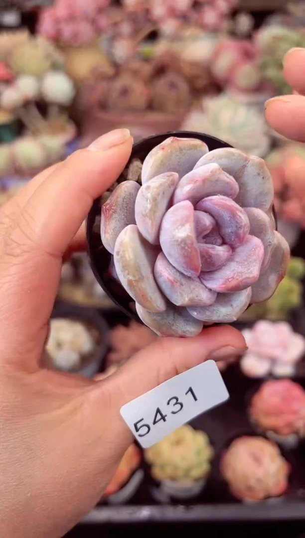 【闪购商品】5431单头雪兔多肉