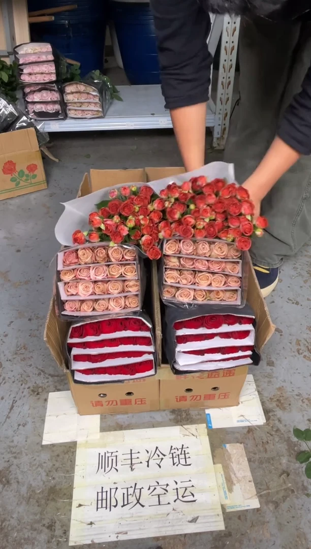 高原红20枝+卡布20枝+巧克力10枝