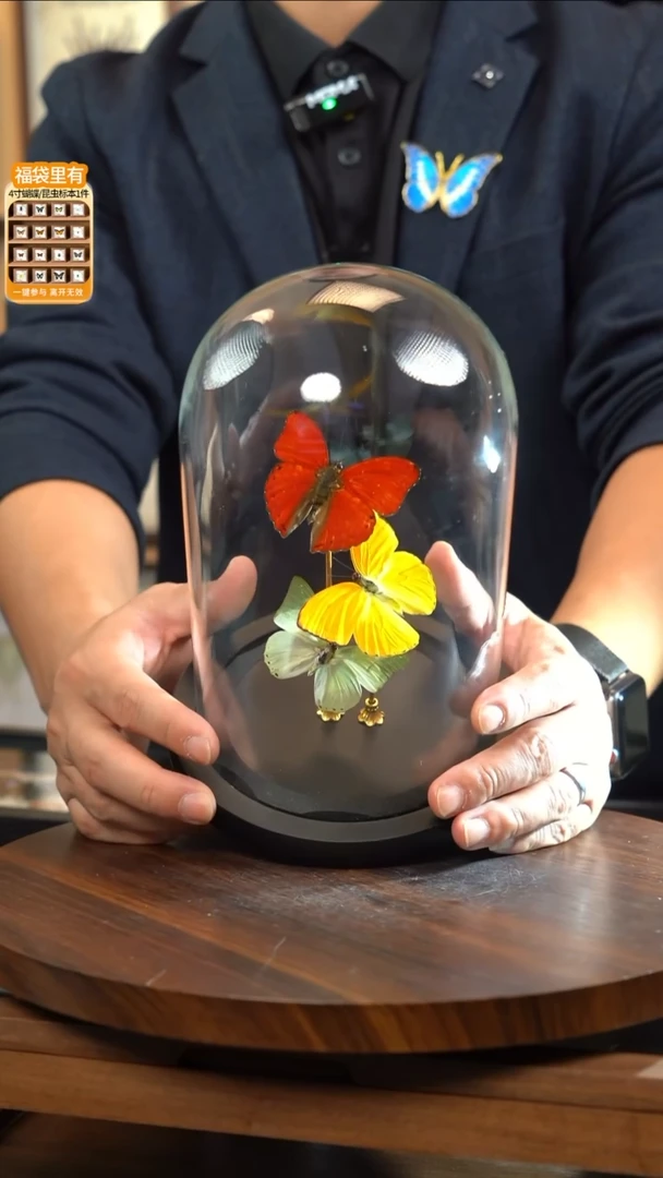 红绿黄三色蝴蝶玻璃罩