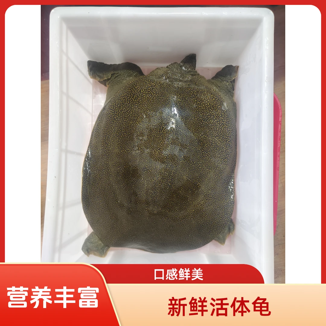 （直播间一物一拍专用链接）.以直播间实物为准！