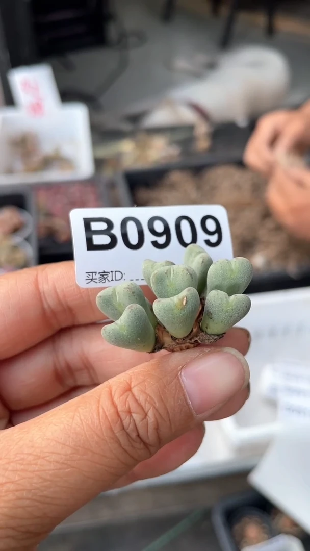 【闪购商品】 0909直播一物一拍