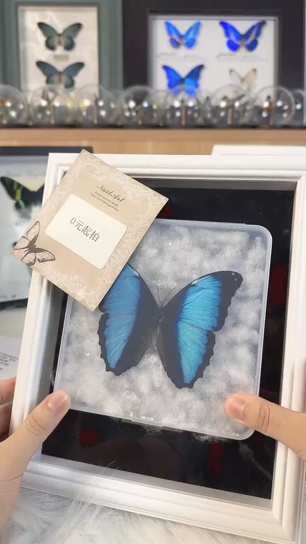 双十一收藏天然蝴蝶标本