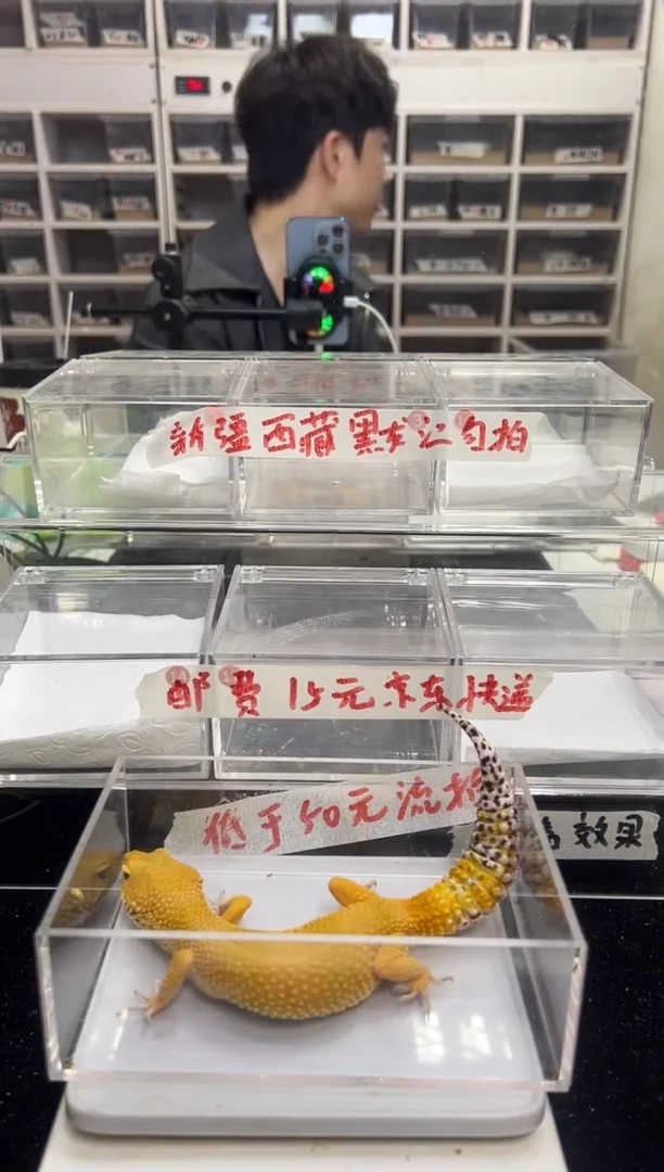 豹纹守宫豹纹守宫05