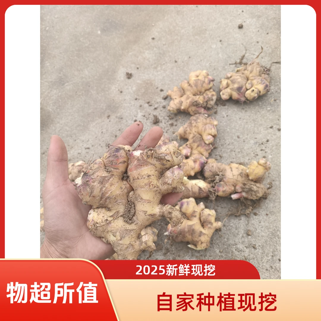 2025年现挖小块碎姜适合糖醋姜咸菜姜介意勿拍慎拍