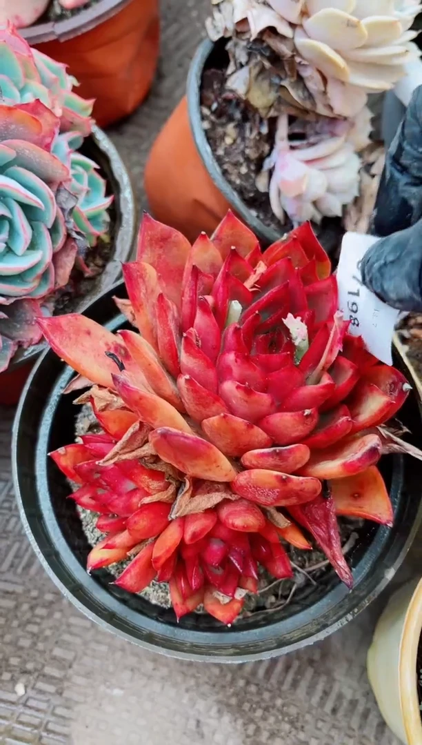 【闪购商品】07198