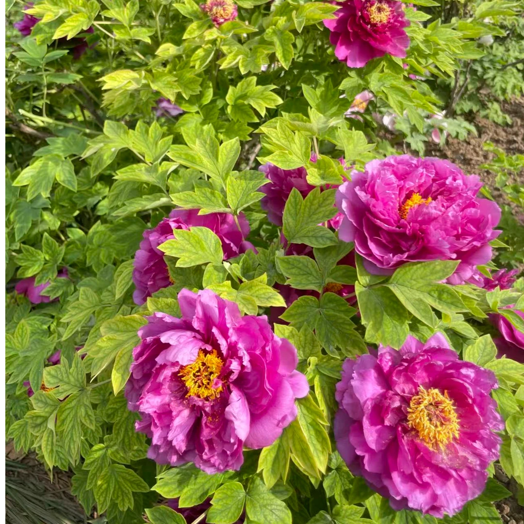 【洛阳红】正宗洛阳重瓣牡丹花苗耐寒适合室内外庭院种植