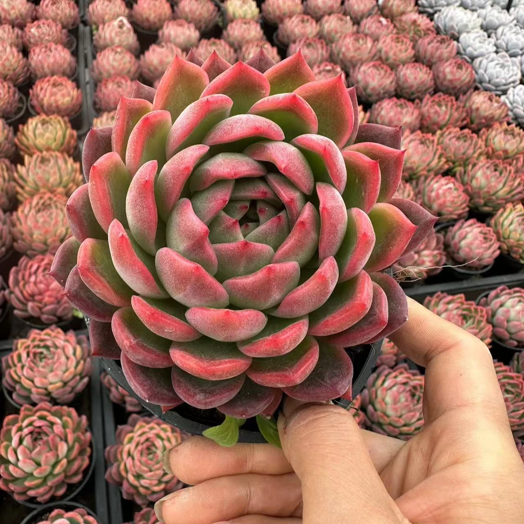 10#开门红多肉植物 前男友精品多肉