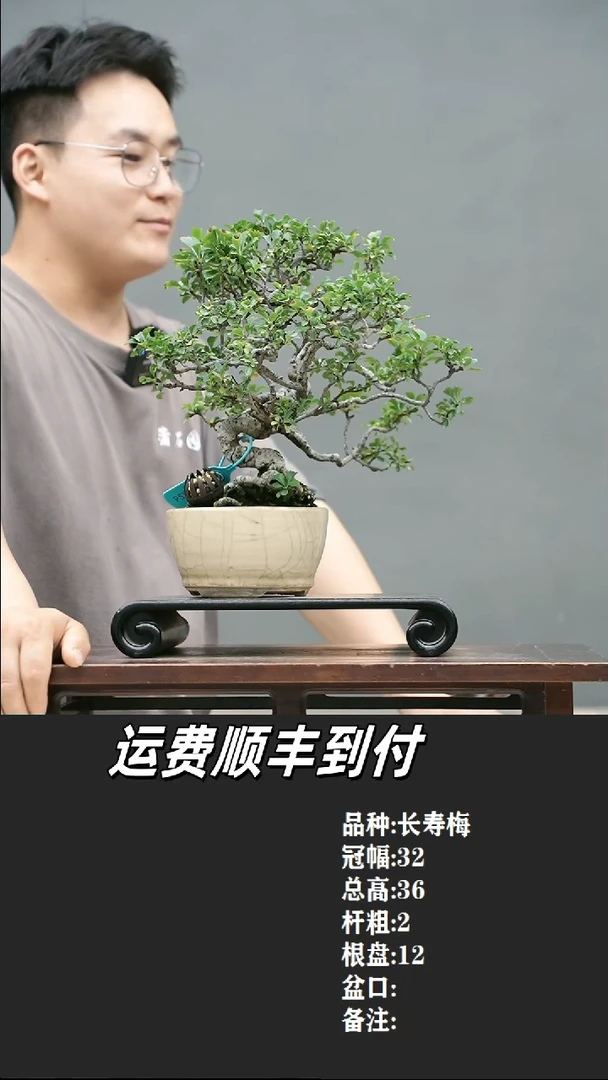 静**慧3 长寿梅
