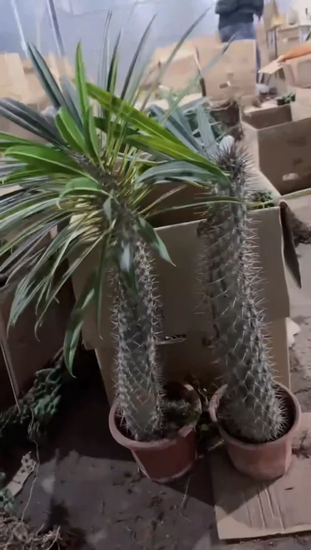 【闪购商品】霸王树30-50cm「掉叶正常」