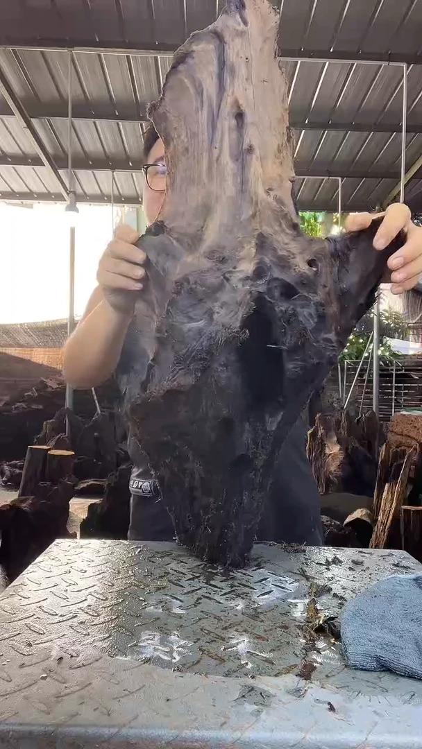 金丝楠小叶桢楠127