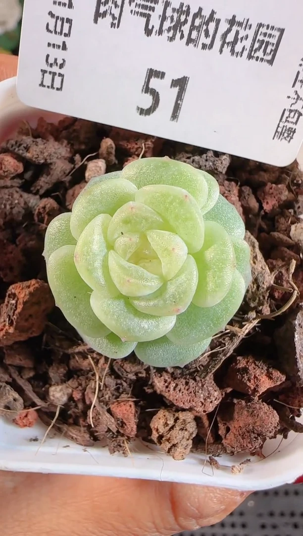 1113-51清欢群生不包整