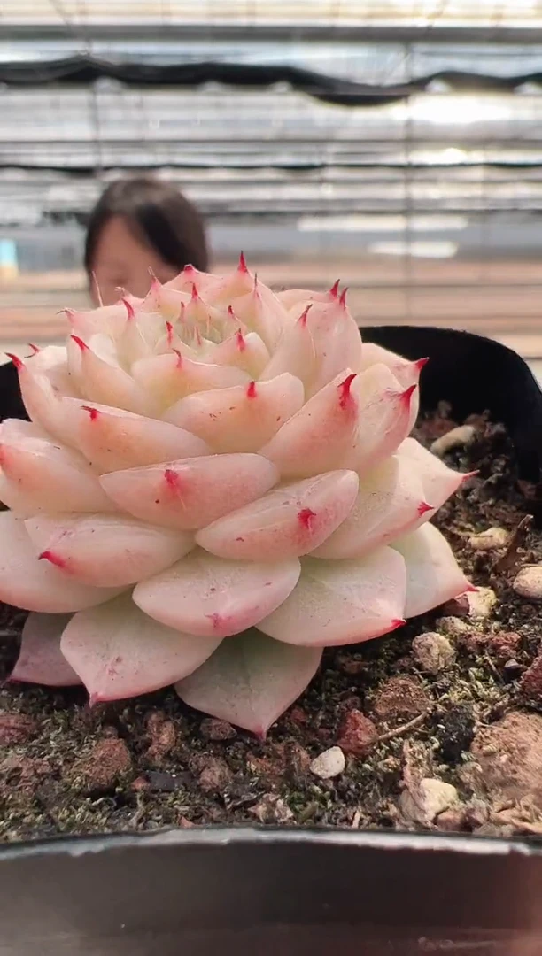 【闪购商品】绯月潭-3