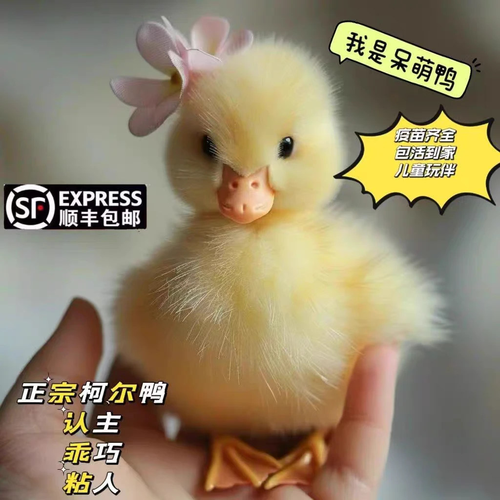 网红小黄鸭柯尔鸭儿童宠物鸭幼崽柯尔鸭活苗宠物小黄鸭幼苗活体