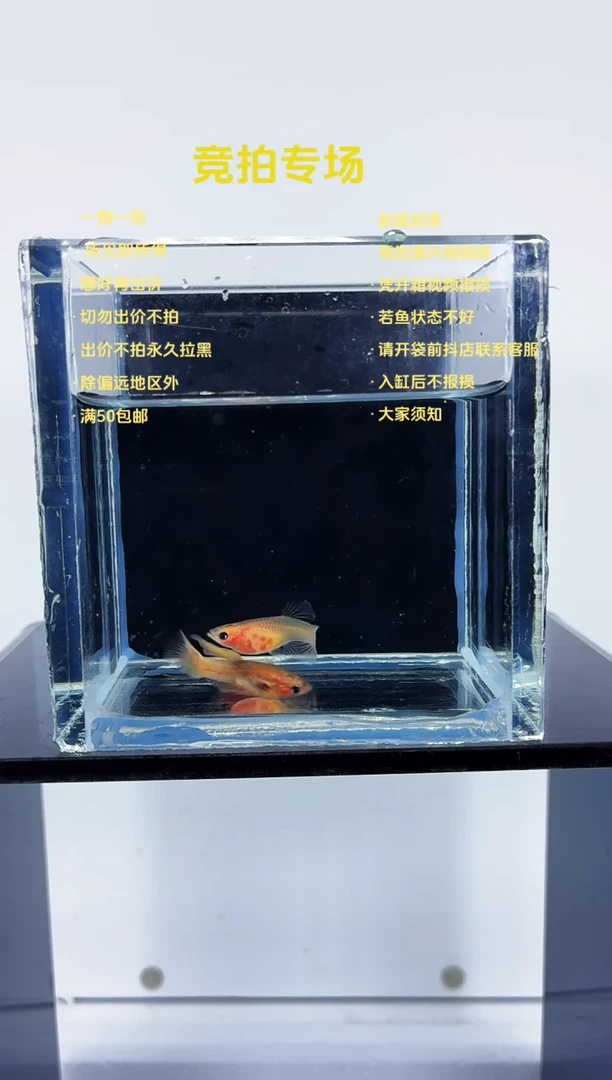 孔雀鱼粉猫花瓣体一对-1