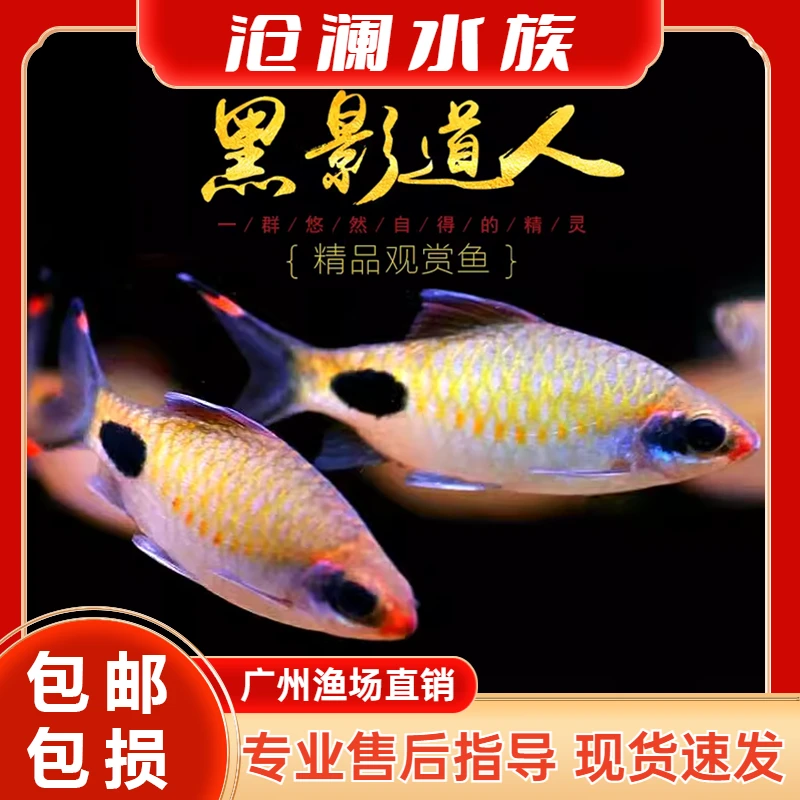 红线黑影道人观赏鱼南美进口彩虹道人原生道金斯鲃热带淡水群游鱼