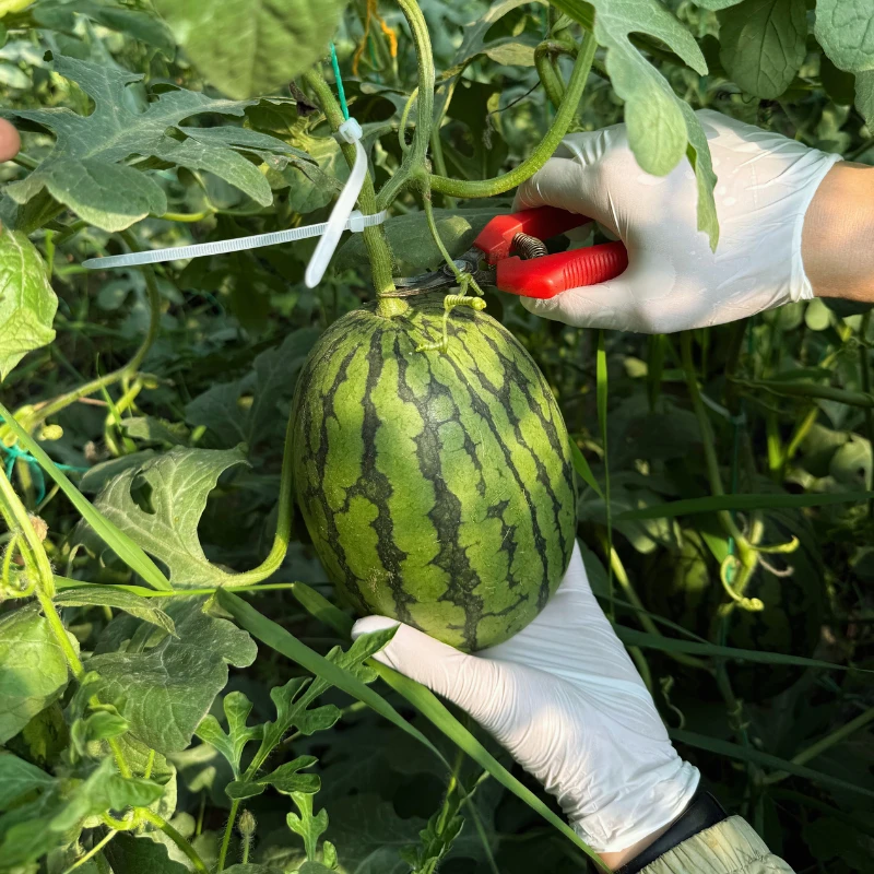 【太白农场】脆甜小吊瓜 饱满多汁 皮薄可手剥 新鲜 水果自然熟