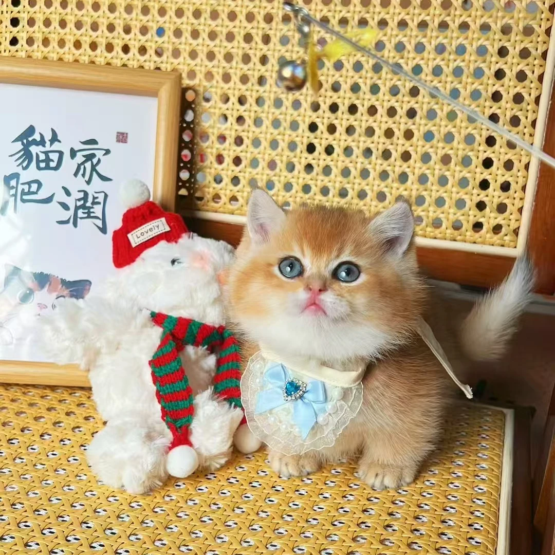 胖胖兄弟—金渐层曼基康小体宠物活体成交链接（悠米家）